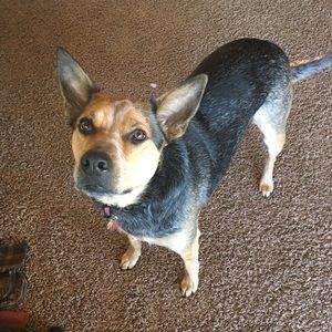 Meet your Posher, Breadstick